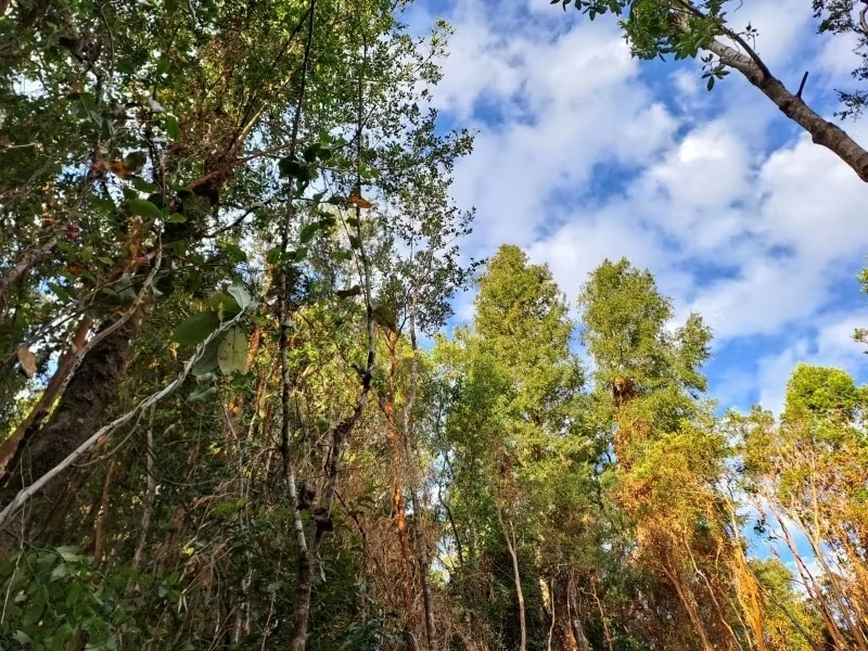 LINDA PARCELA SECTOR PICHIHUAPE 2