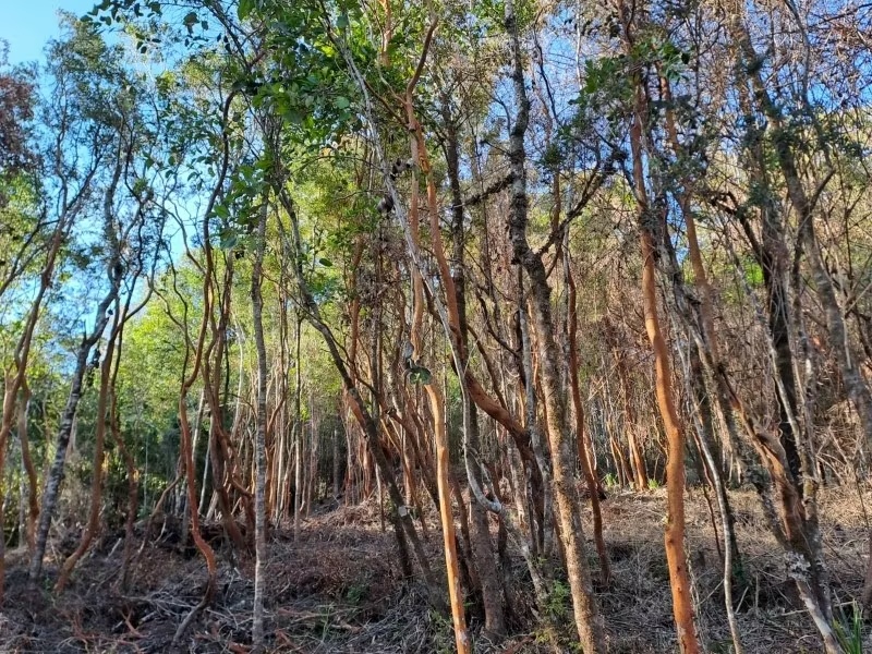 LINDA PARCELA SECTOR PICHIHUAPE 4